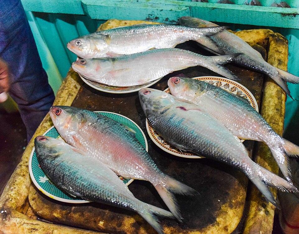 padmar-ilish-fish পদ্মার ইলিশ মাছ